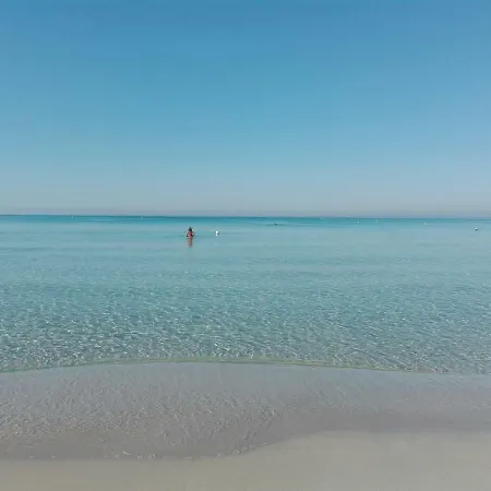 Orchidea 갈리폴리